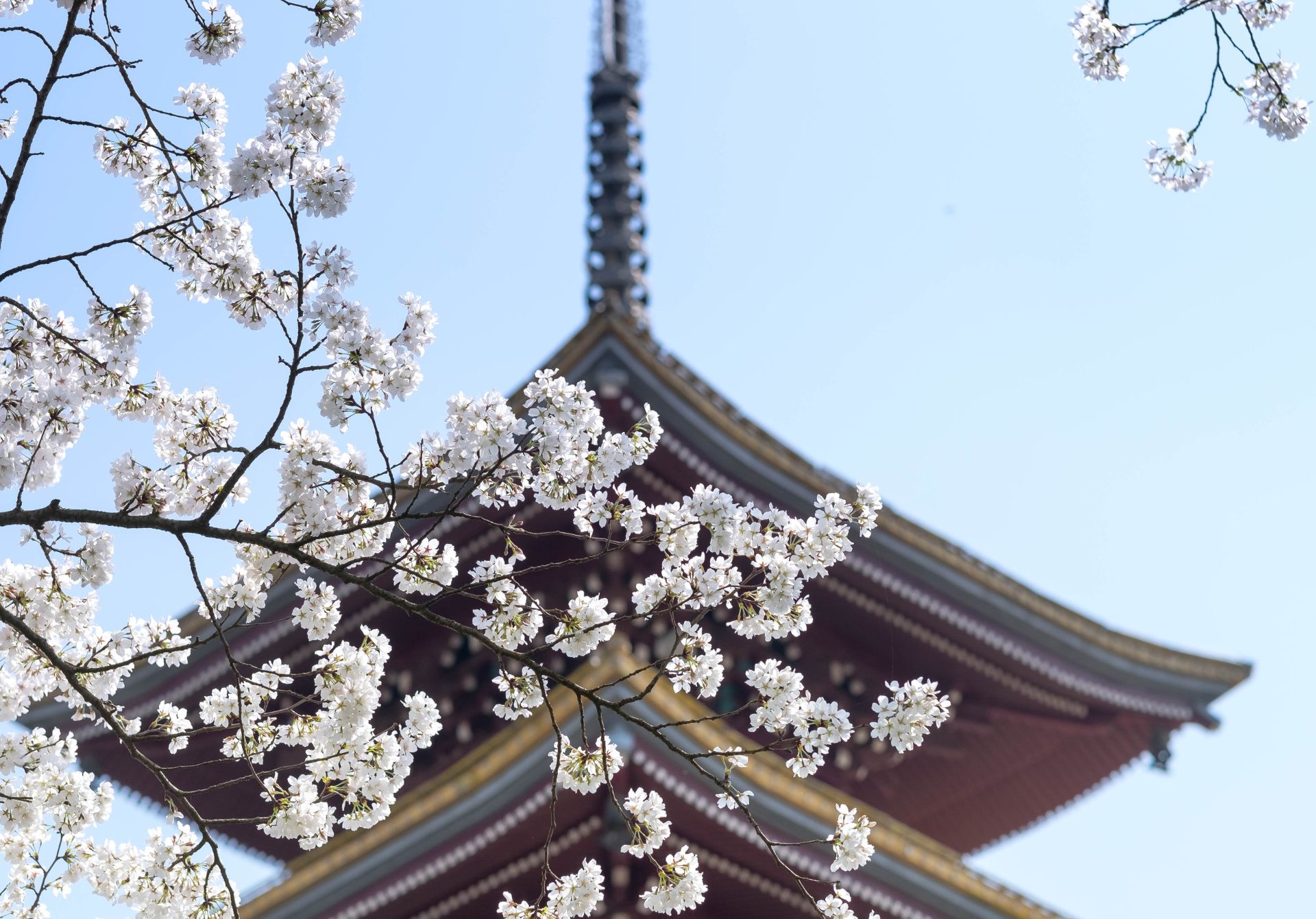 Cherry Blossom Gardens